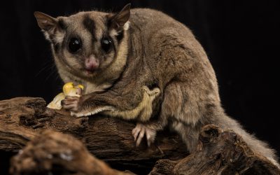 Squirrel Glider learning resource – grades 3 and 4