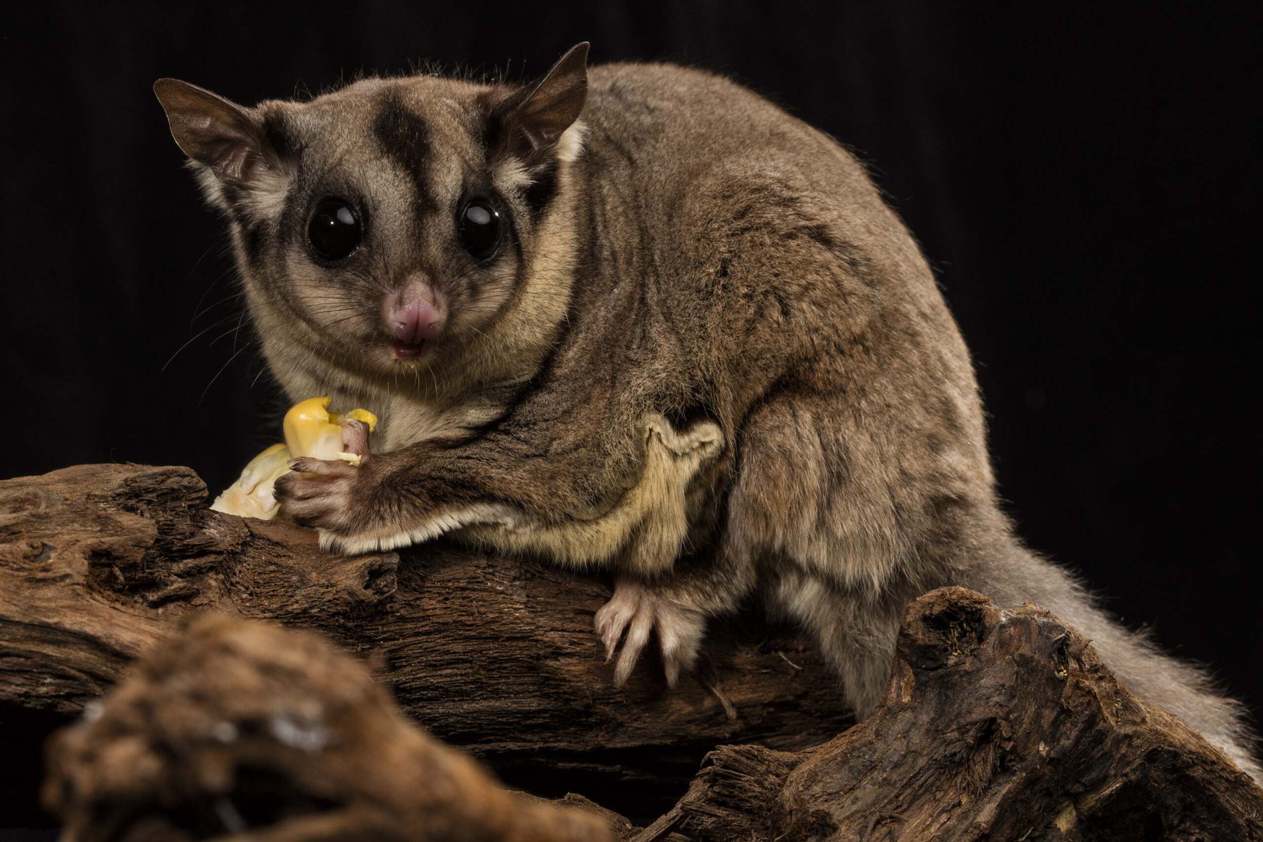 Learning Resources Aussie Wildlife Displays