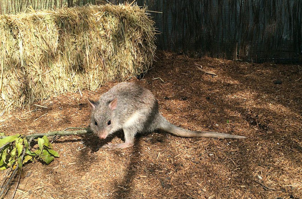 Rufous Bettong