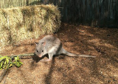 Rufous Bettong