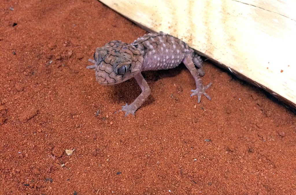 Centralian Rough Knobtail Gecko