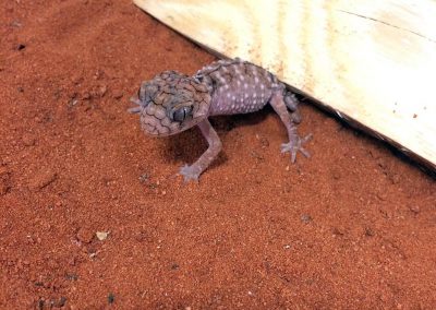 Centralian Rough Knobtail Gecko