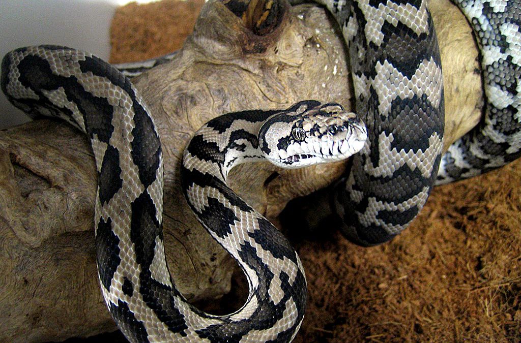 Australian Pythons