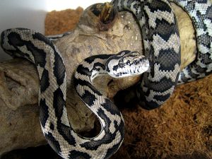 Australian Pythons | Aussie Wildlife Displays