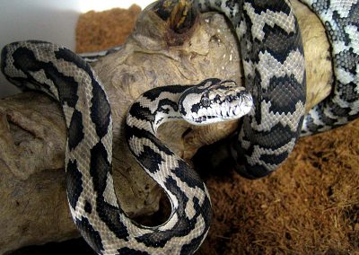 Australian Pythons