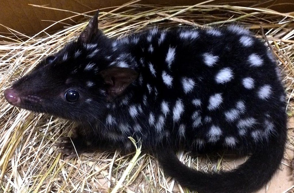 Eastern Quoll