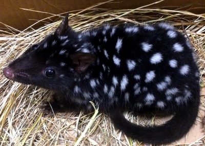 Eastern Quoll