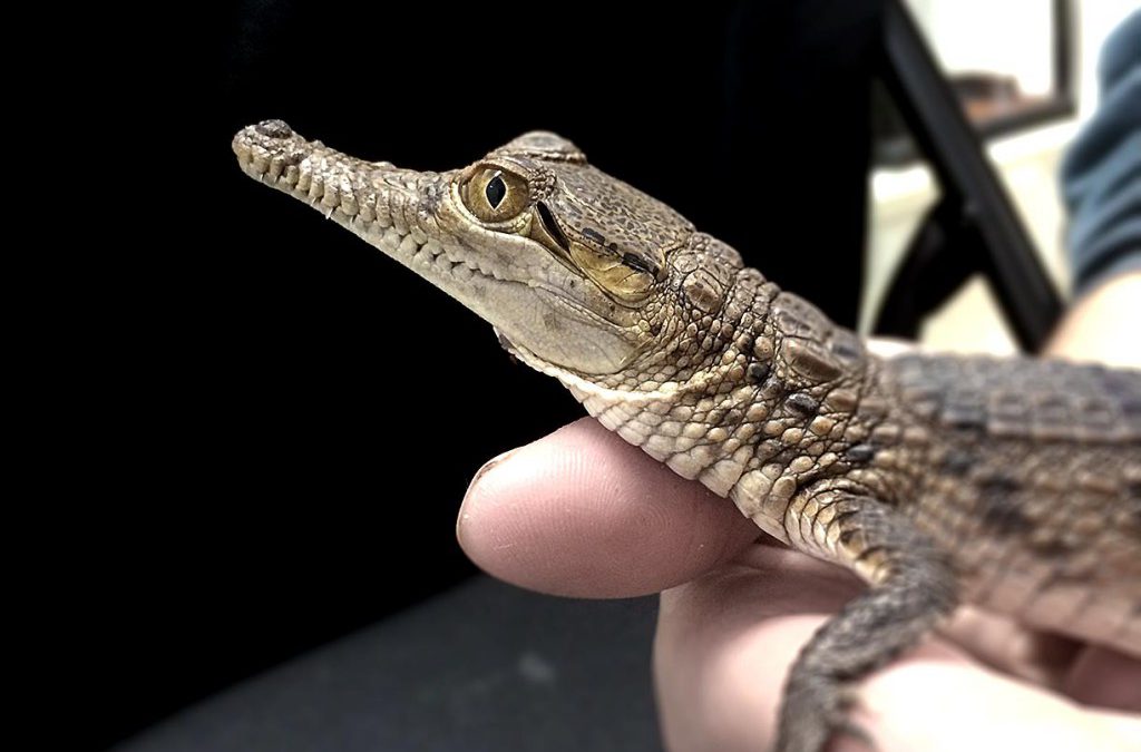 Freshwater Crocodile