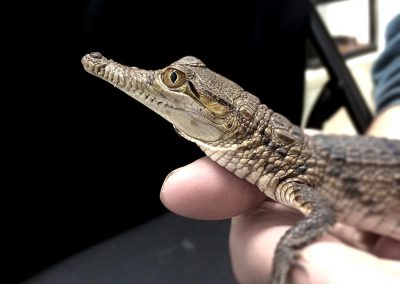 Freshwater Crocodile