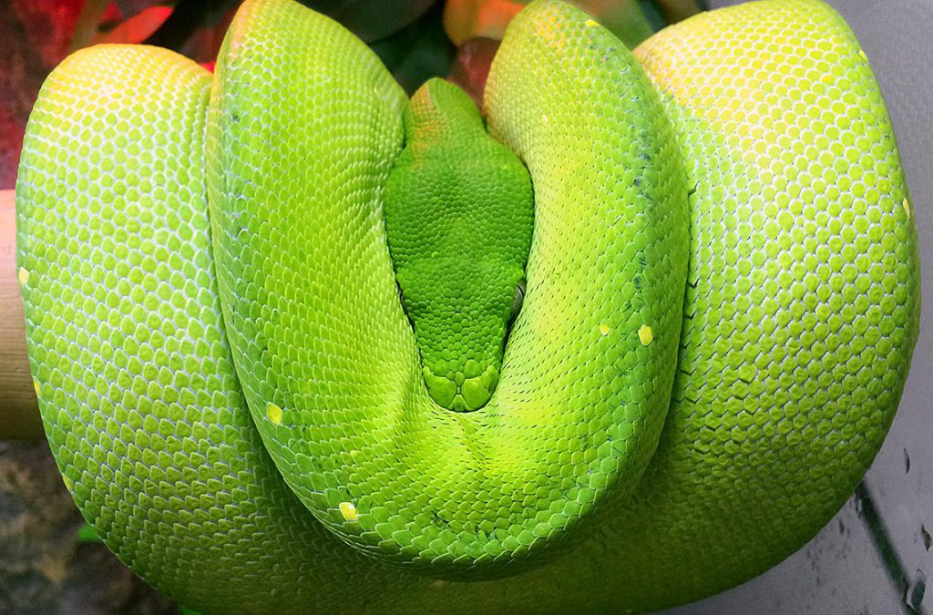 Green Tree Python