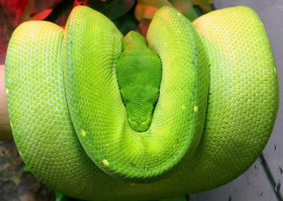 Green Tree Python