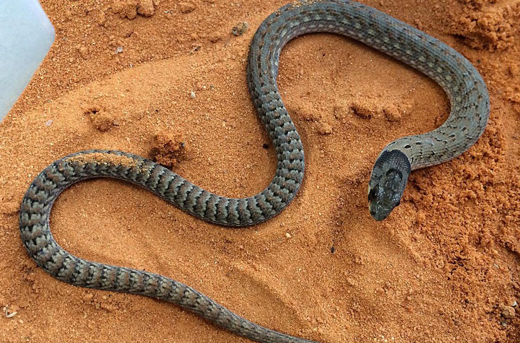 Legless Lizard (Eastern Hooded Scaly-foot)