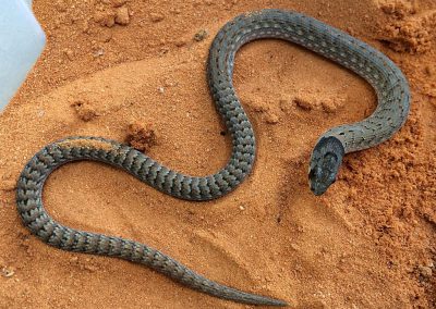 Legless Lizard (Eastern Hooded Scaly-foot)