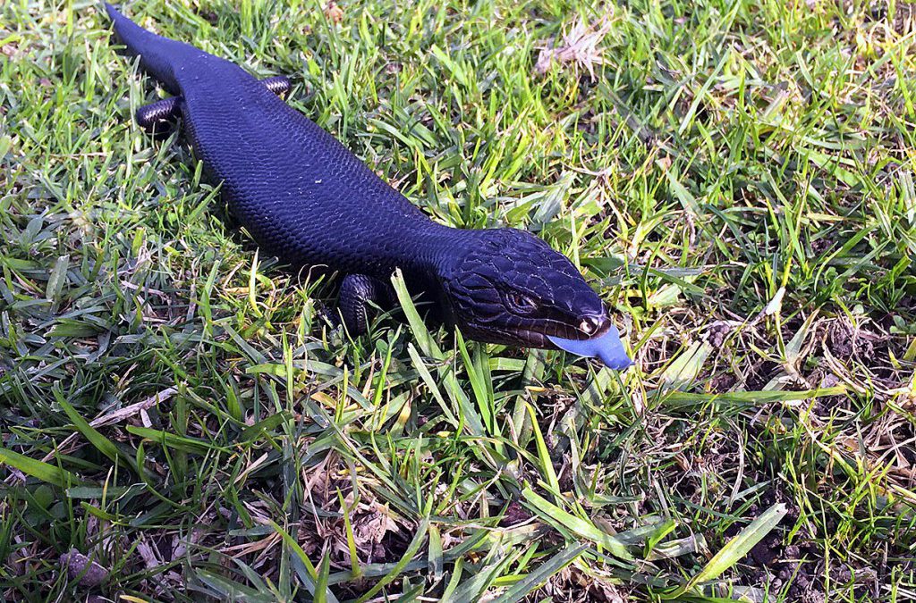 Melanistic Blue Tongue