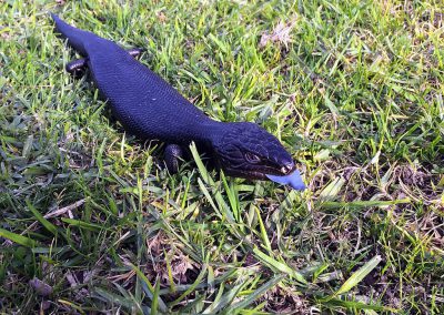 Melanistic Blue Tongue