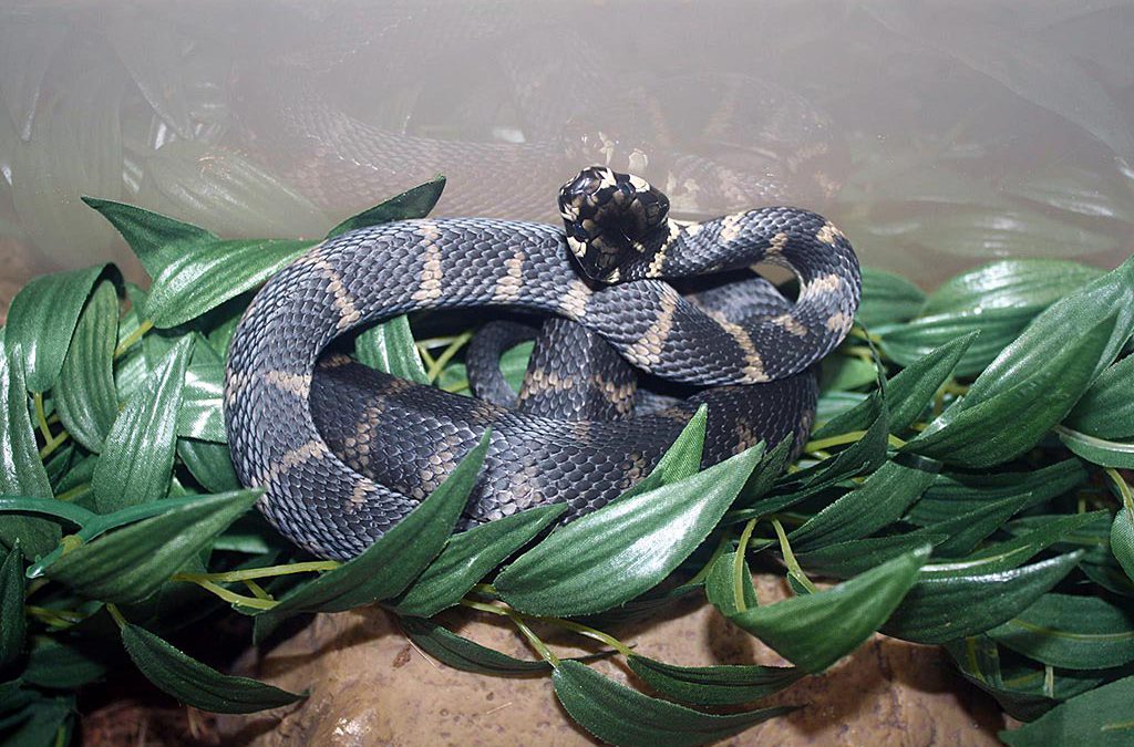 Stephen’s Banded Snake