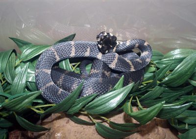 Stephen’s Banded Snake