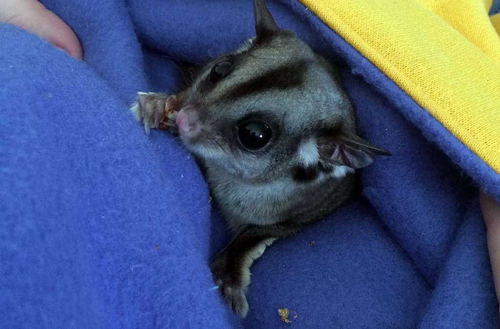 Sugar Glider