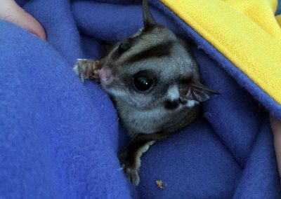 Sugar Glider