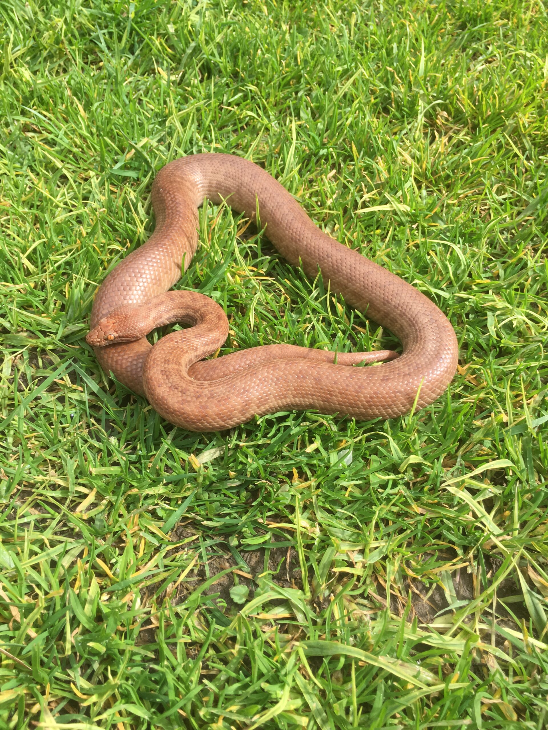 Pygmy Python Hatchling Blog | Aussie Wildlife Displays