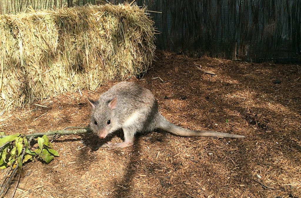 Rufous Bettong learning resources – Grade 3 and 4