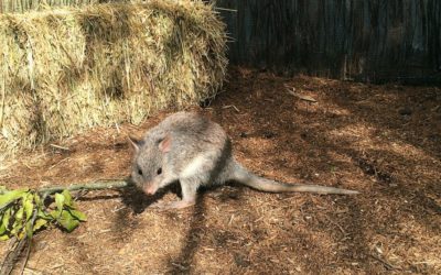 Rufous Bettong learning resources – Grade 3 and 4