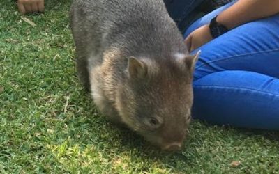 Common Wombat learning resource – Foundation to Grade 2