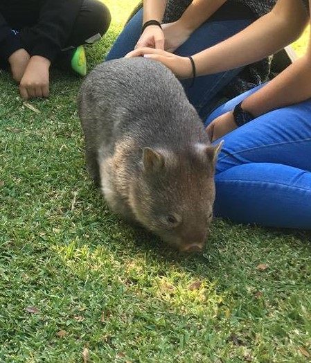 Common Wombat learning resource – Foundation to Grade 2