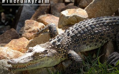 Saltwater Crocodile learning resource – Foundation to grade 2